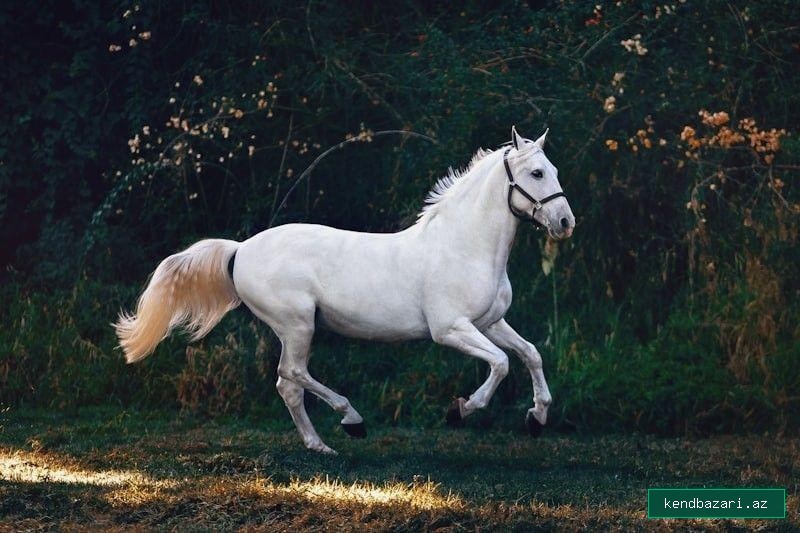 Təbii İvanovka Südlü Qaymağı (Qatı və Dadlı)