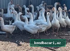 Kənd Qazları (Təbii otlaqda bəslənmiş)