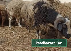 Qoyunlar və quzular