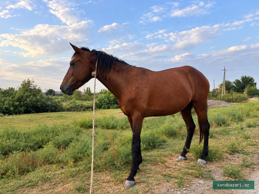 🐎 Baxımlı dişi at satılır – 5 yaş
