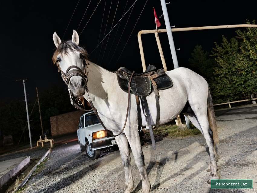 🐎 6 yaşlı erkək at satılır