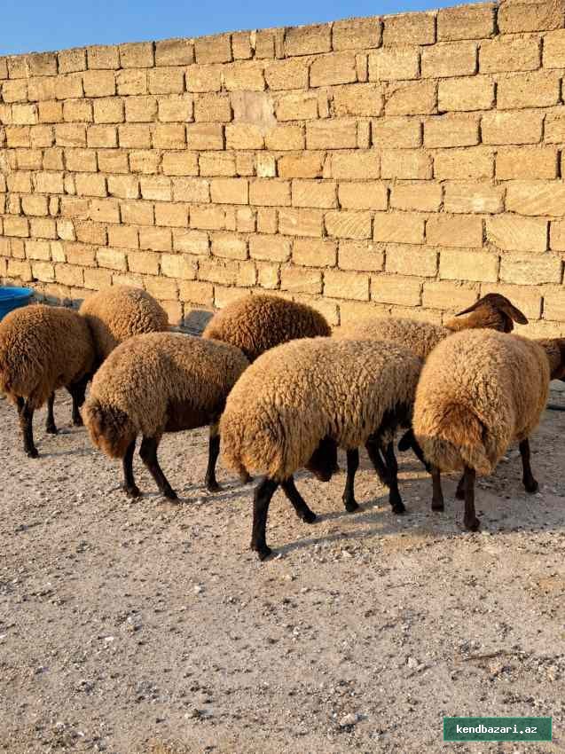 Şəkil 2